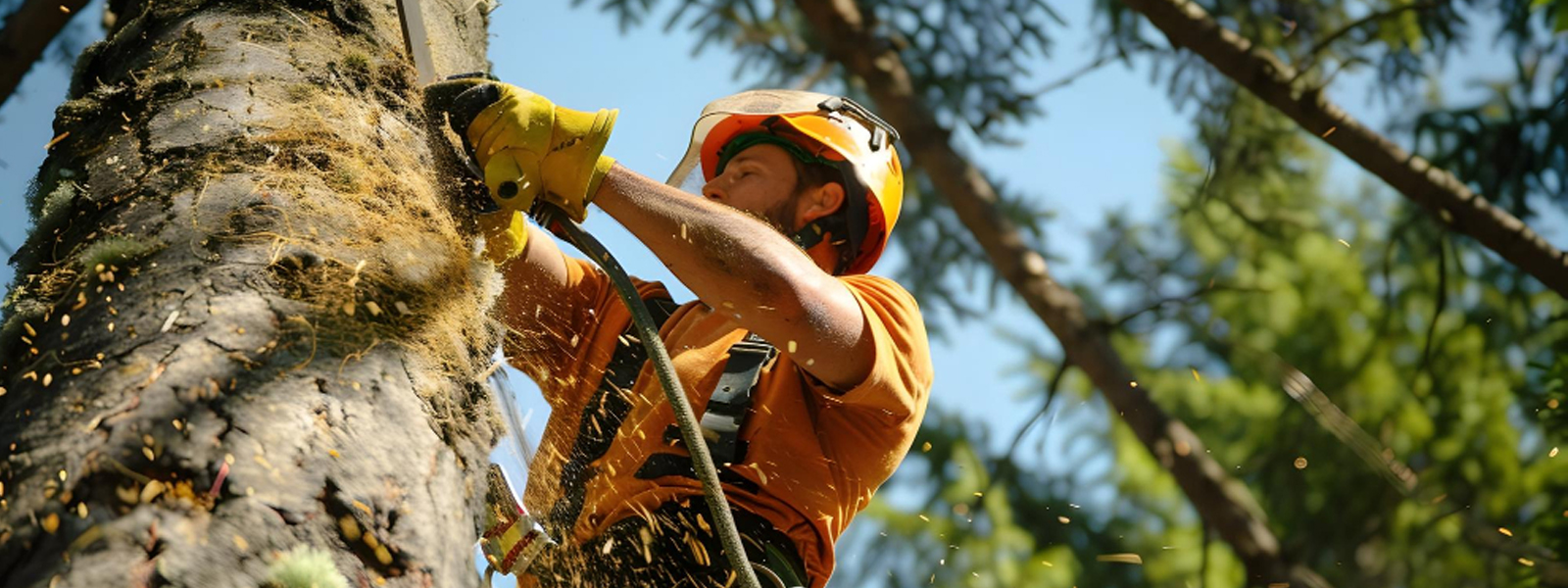 Élagage et paysagisme à Cugnaux